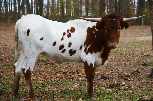 AA Wow's My Girl, a red and white Texas Longhorn heifer looking toward the camera