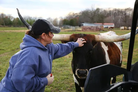 A Longhorn cow at Fun-EE Farm
