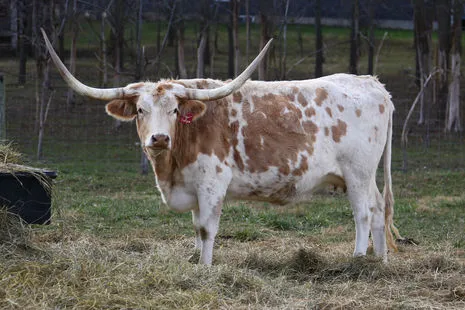 A Longhorn cow grazing