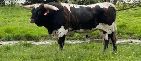 LK Rodeo Tuff Chex (Prince), a stout Texas Longhorn bull on green pasture