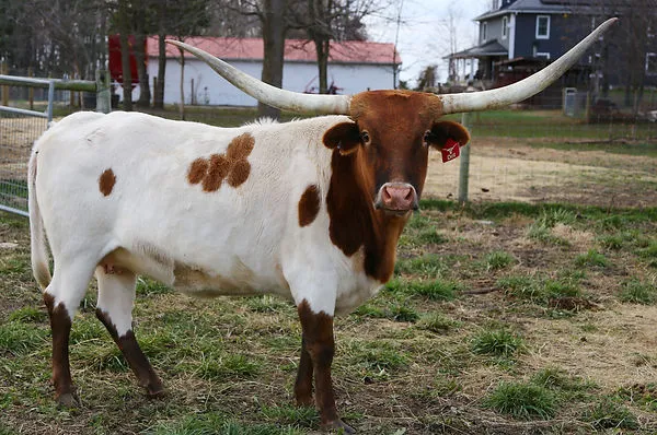OHL Dot Two, a Texas Longhorn cow with broad horns spanning past 70 inches