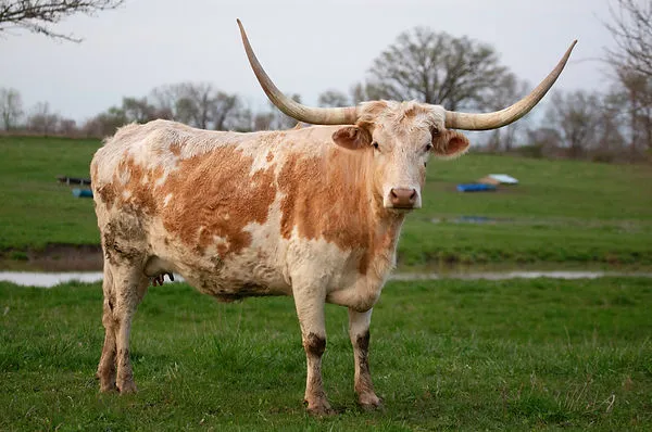 OHL Tonya, a quiet dun-colored Texas Longhorn cow with rolling-back horns