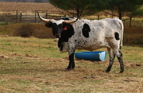 FF Princess, a young Texas Longhorn heifer in pasture (placeholder photo from cow grid)