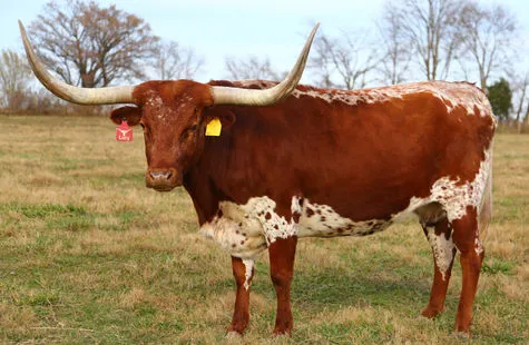A Texas Longhorn cow on Fun-EE Farm pasture